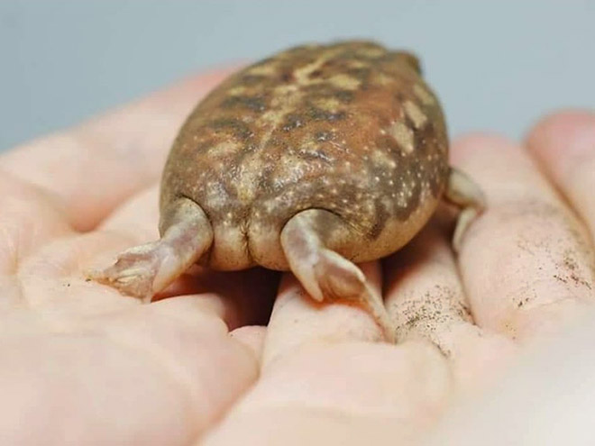 These Frogs And Toads Having Almost Human-like Butt Cheeks Are Actually A  Thing - Illuzone