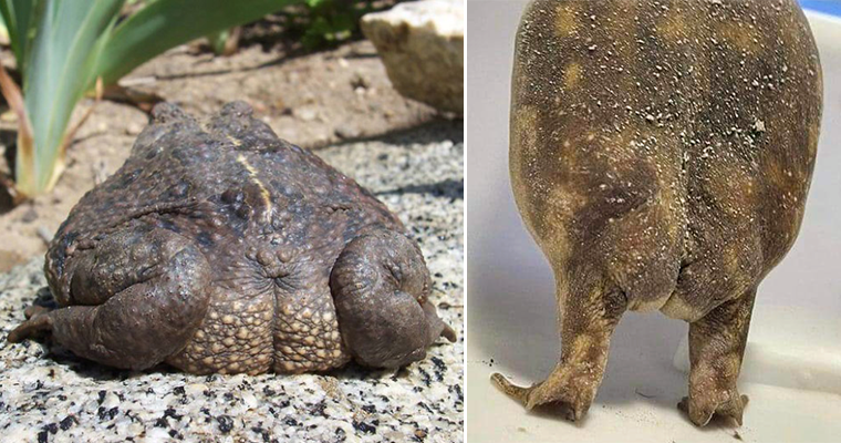 These Frogs And Toads Having Almost Human-like Butt Cheeks Are Actually A Thing