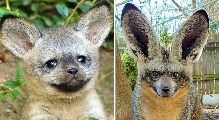 The Bat-eared Fox, African Savanna’s Fox with Extraordinary Ears