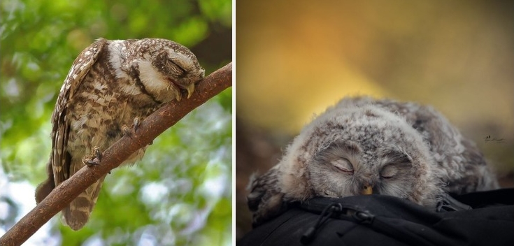 Adorable Photos Of Young Owls Sleeping With Their Face Down