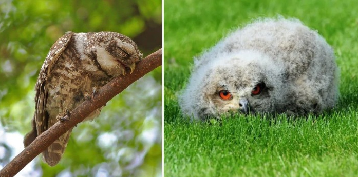 Adorable Photos Of Young Owls Sleeping With Their Face Down