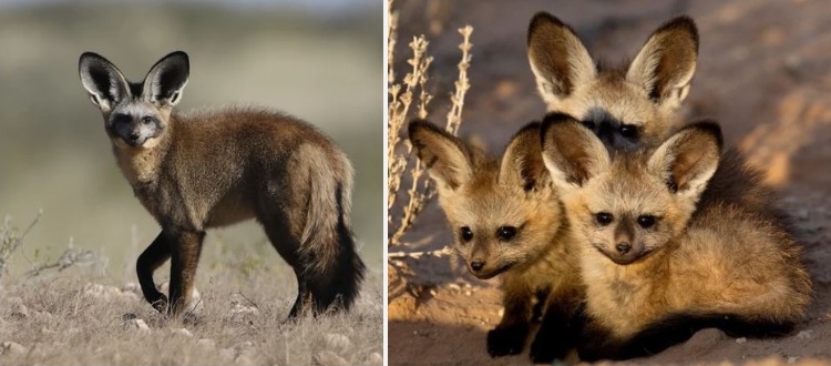 The Bat-eared Fox, A Stunning Fox From The African Savanna With Extraordinary Ears