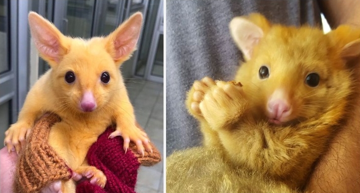 Rare Golden Possum Rescued In Australia Looks Like A Real-Life Pokémon. Meet Pikachu!