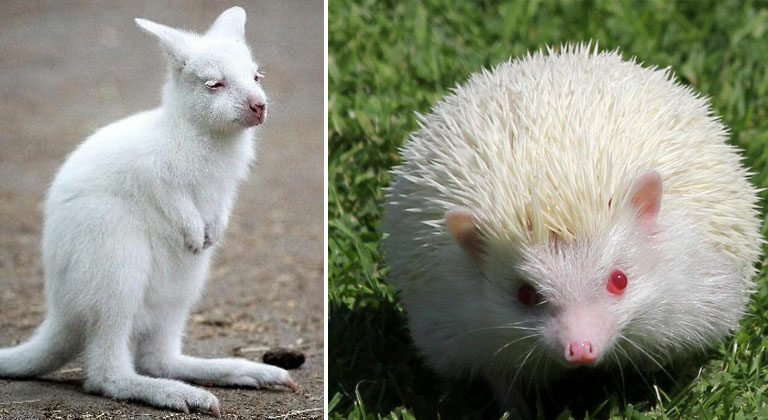 34 Stunning Albino And Leucistic Animals That Exist In The World