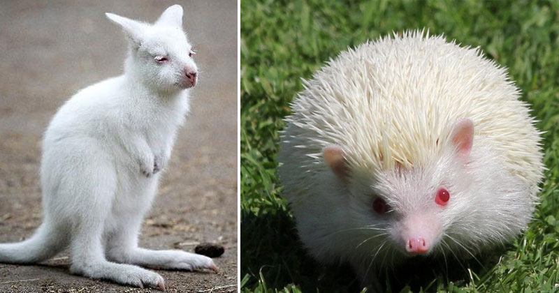 34 Stunning Albino And Leucistic Animals That Exist In The World - Illuzone
