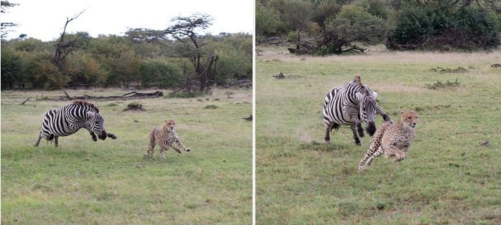 The Unbelievable Moment A Feisty Zebra Chases Away A Cheetah In The Kenyan Savannah