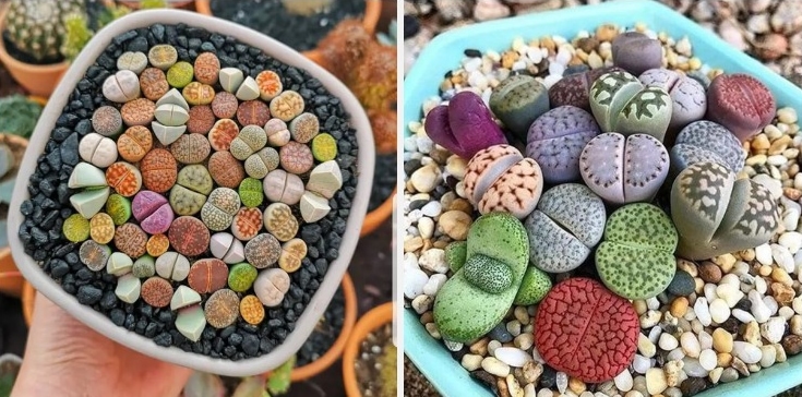 Lithops, An Unusual Succulent That Look Just Like Smooth Colorful Pebbles