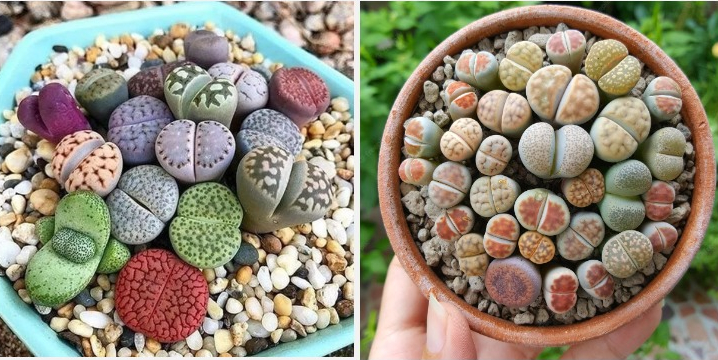 Lithops, An Unusual Succulent That Looks Just Like Smooth Colorful Pebbles