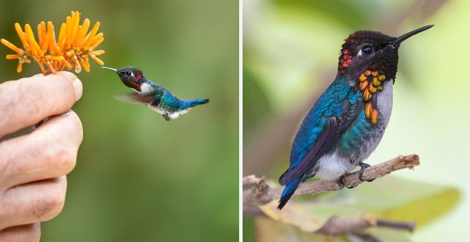Meet The World’s Smallest Bird: The Bee Hummingbird
