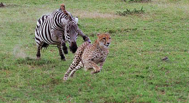When a Feisty Zebra Makes a Cheetah Run for the Hills