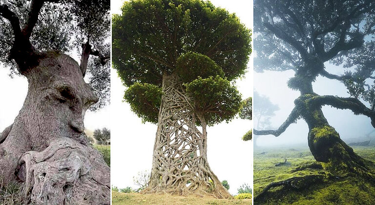 26 Creatively-Shaped Trees That Look Like Something Else