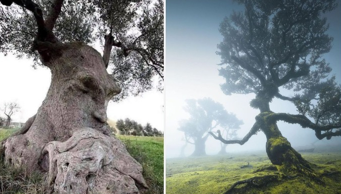 26 Weirdly-Shaped Trees That Look Like Something Else