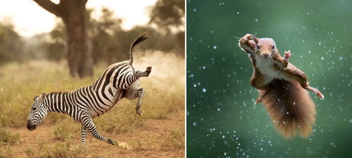 The 2022 Comedy Wildlife Photography Awards Finalists: Wildlife Putting On A Show!