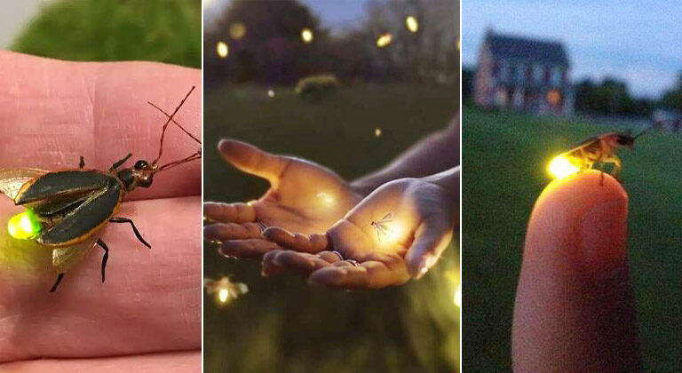 HOW CAN YOU HELP PREVENT THE DISAPPEARANCE OF FIREFLIES