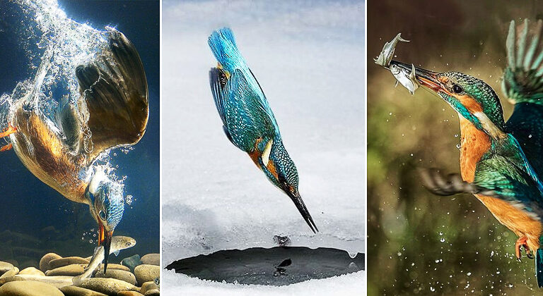 Kingfisher’s terrific diving & fishing shots [with videos]