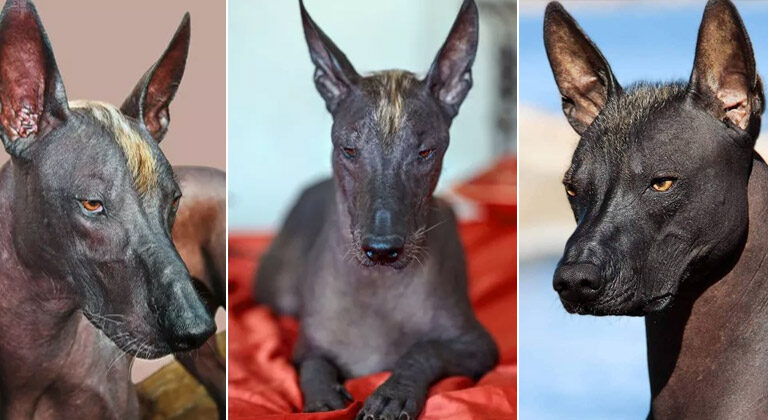 Xolo, the dog breed with an Anubis vibe