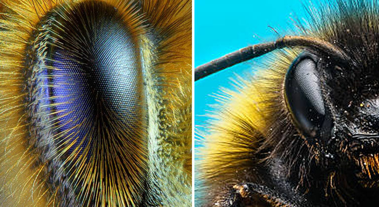 The Beeholder’s Eye – A Glimpse at the Bee’s Amazing Organ