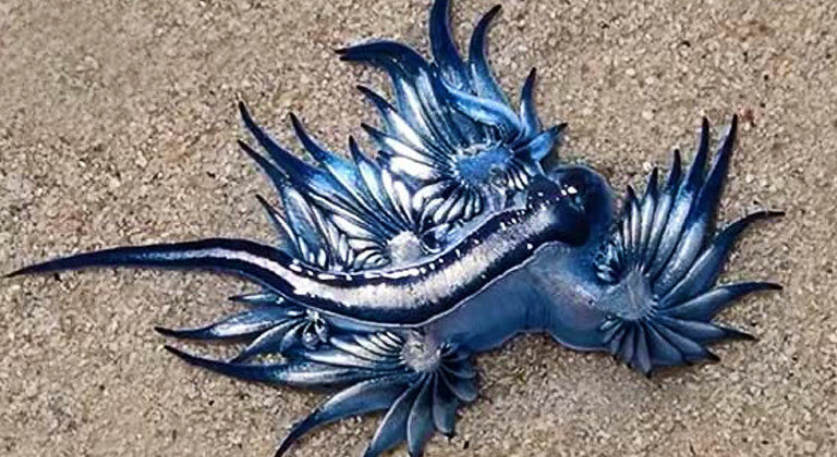 The Blue Dragon’s Venomous Beauty (with video)