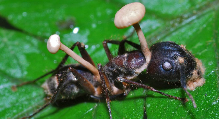 The Fungus That Can Control the Minds of Ants
