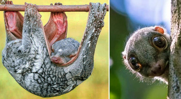 The Colugo: A Unique and Fascinating Glider of Southeast Asia