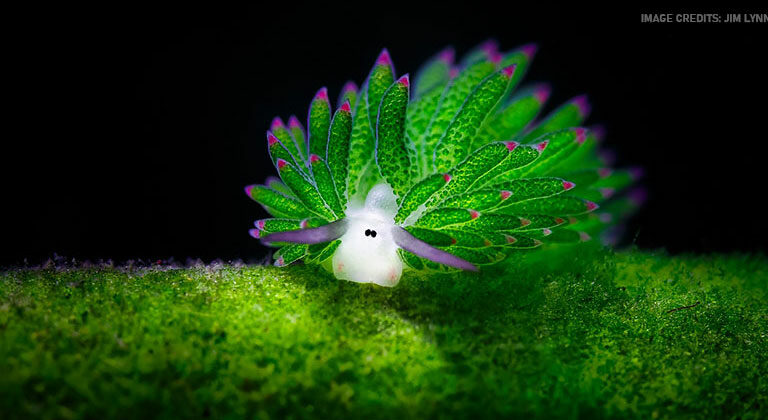 The Underwater Photosynthesizer: The Leaf Sheep Sea Slug’s Quest for Survival