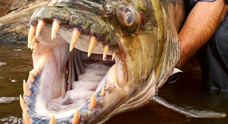 The Mighty Goliath Tigerfish: Taking Down Crocodiles