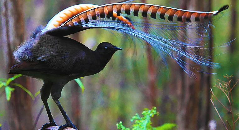 The Fascinating Story of the Lyrebird that Mimicked a Farmer’s Flute
