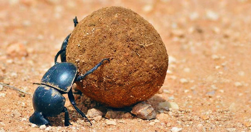 Why dung beetles are more important than you think