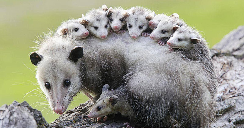 The Unlikely Relationship Between Opossums and Snake Venom