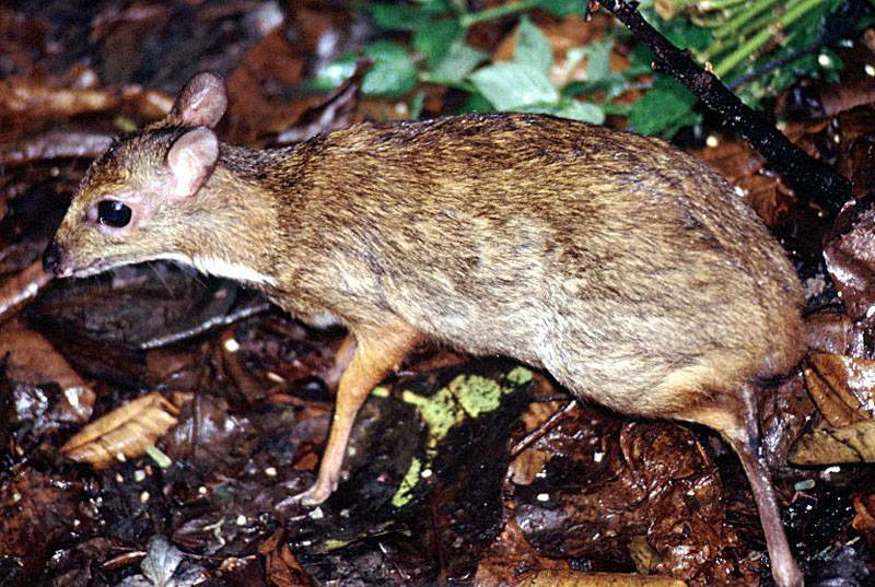 The lesser mouse-deer (Tragulus kanchil)