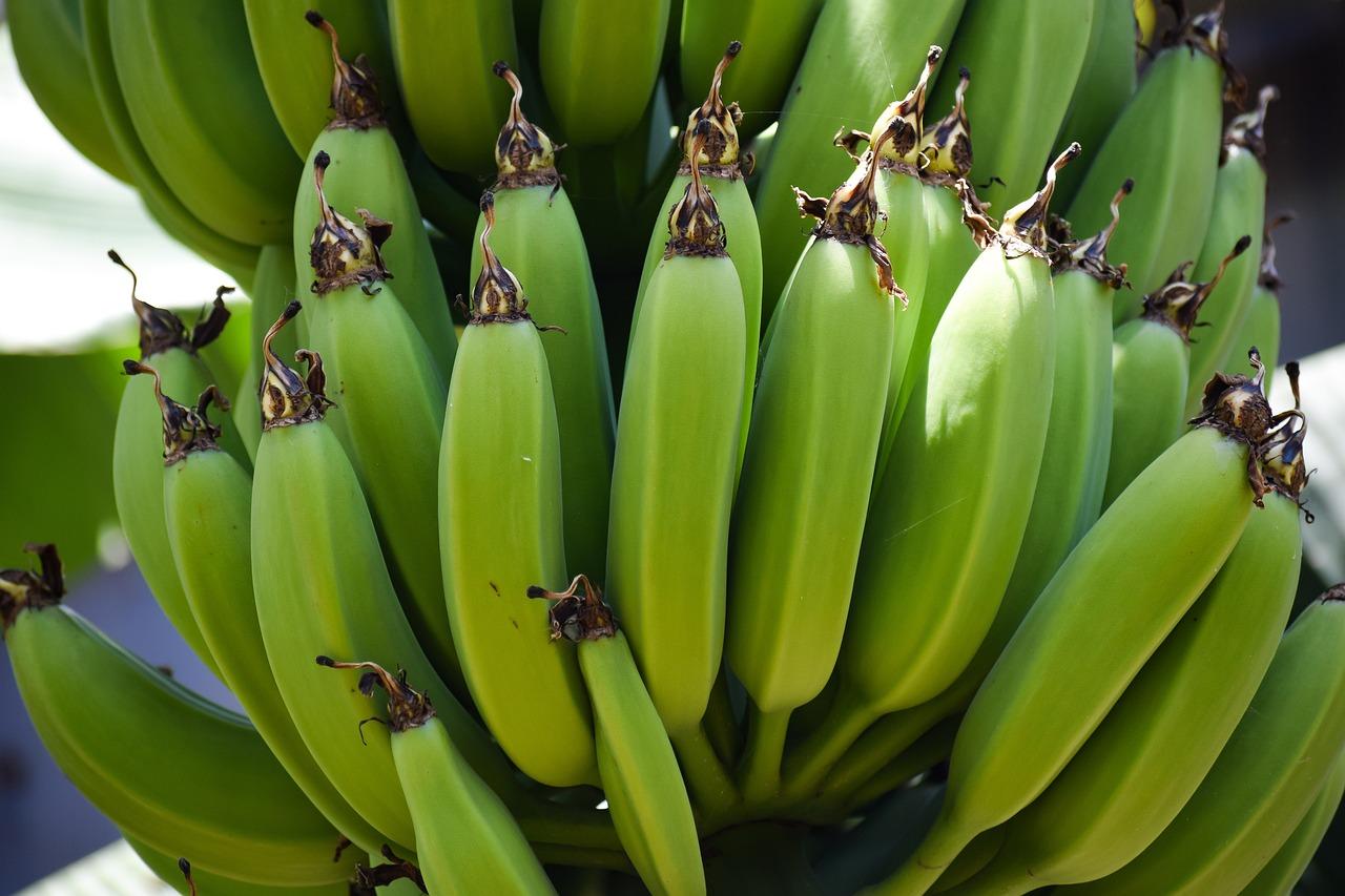 The Banana Plant is not a Tree