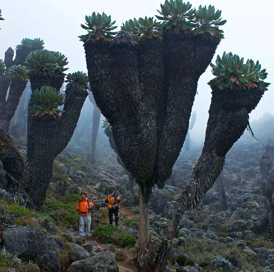 The Giant Groundsels of Mount Kilimanjaro