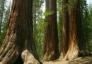 The Secret Language of Trees: How They Communicate and Cooperate