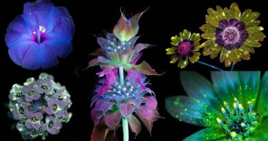 This is how bees and butterflies see flowers. So magical!