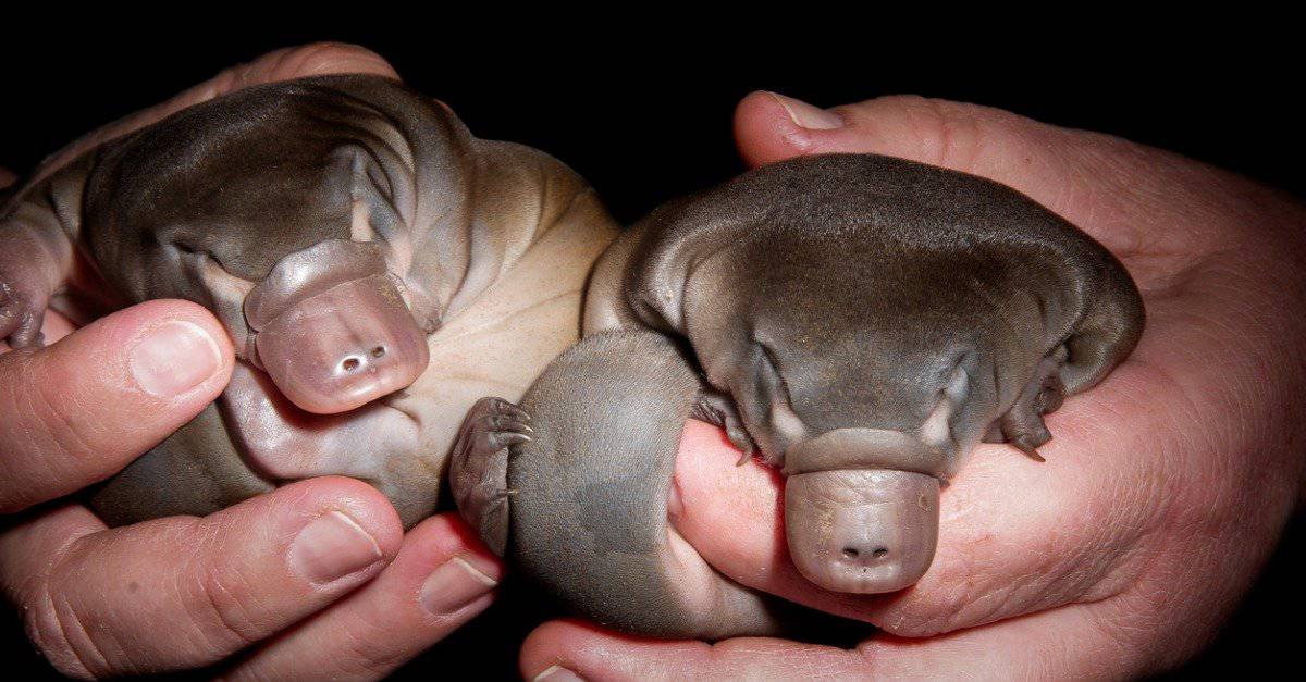The Fascinating World of Baby Platypuses