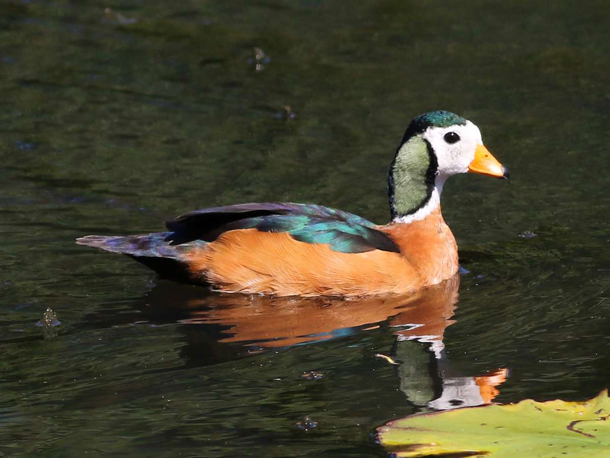 The African Pygmy Goose: Small Wonders in Sub-Saharan Wetlands