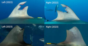 Amazing Ability of Sharks to Regrow Their Dorsal Fins