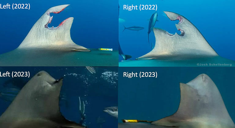 Amazing Ability of Sharks to Regrow Their Dorsal Fins