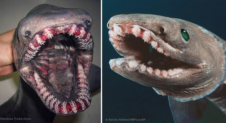 The Frilled Shark: Jaws of the Abyss and a Living Fossil